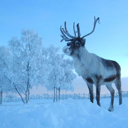 Reindeer Lodge Jukkasjärvi Kültér fotó