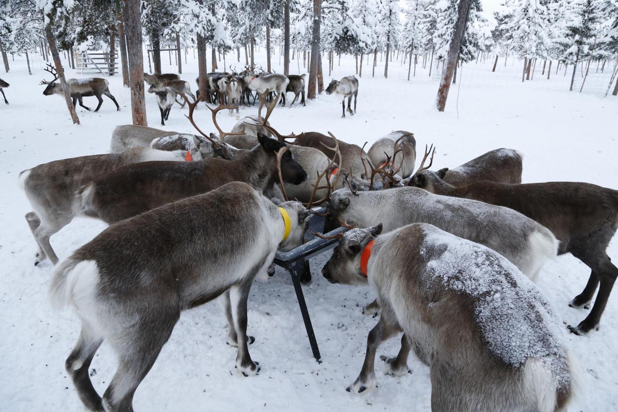 Reindeer Lodge Jukkasjärvi Kültér fotó