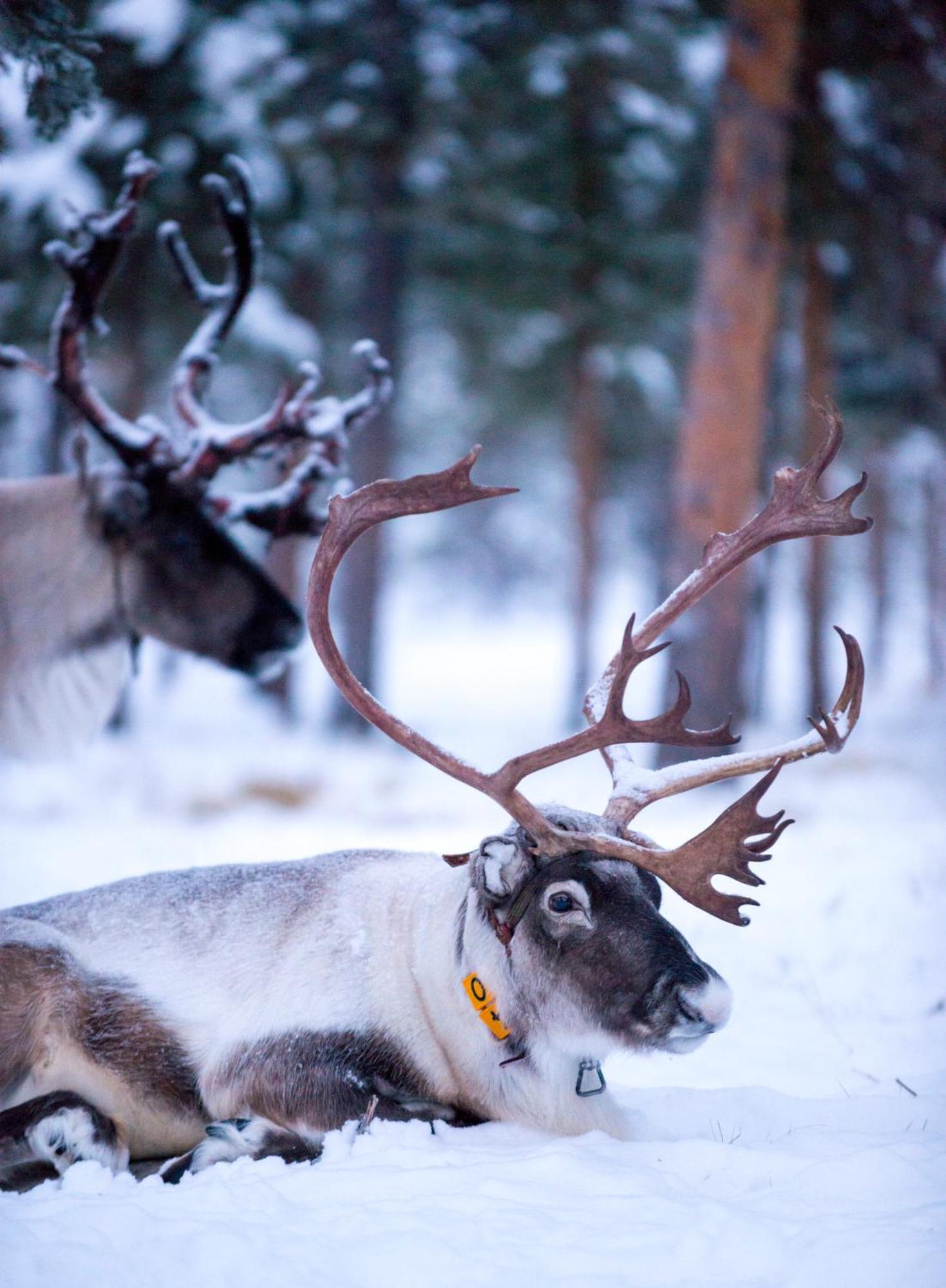 Reindeer Lodge Jukkasjärvi Kültér fotó