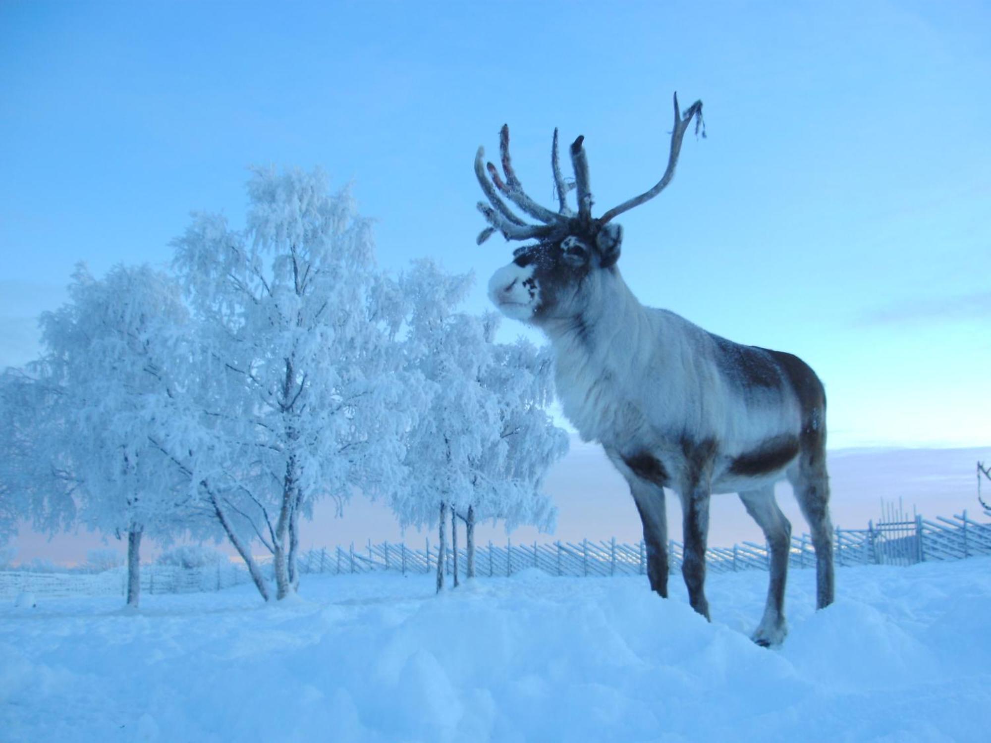 Reindeer Lodge Jukkasjärvi Kültér fotó